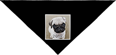 Pet bandana outlet shutterfly