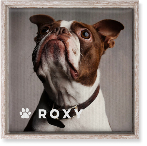 Portrait of a Pet Wall Art, Rustic, Single piece, Canvas, 12x12, White, white