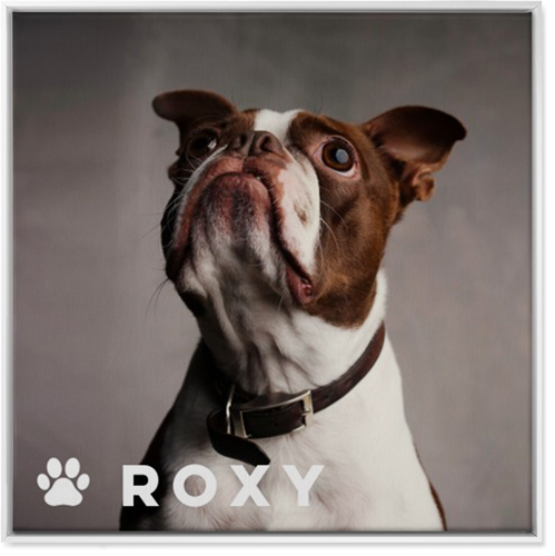 Portrait of a Pet Wall Art, White, Single piece, Canvas, 36x36, White, white