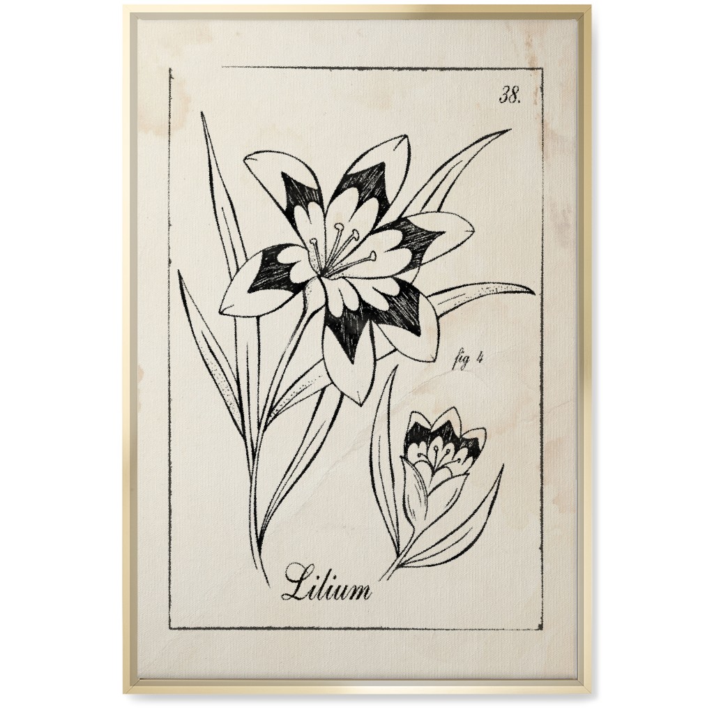 Vintage Plate Lily Sketch - Beige and Black Wall Art, Gold, Single piece, Canvas, 20x30, Beige, Pearl