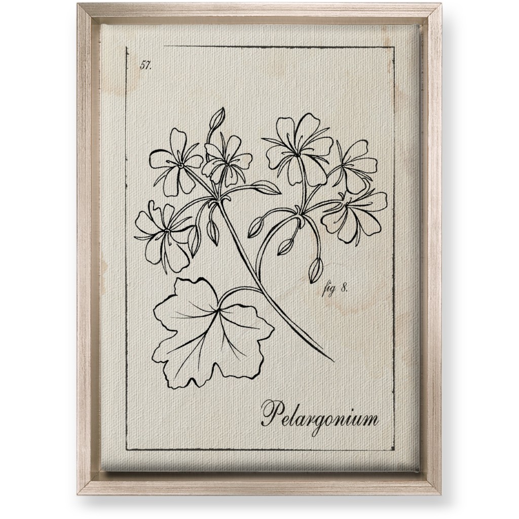 Vintage Plate Geranium Sketch - Beige and Black Wall Art, Metallic, Single piece, Canvas, 10x14, Beige