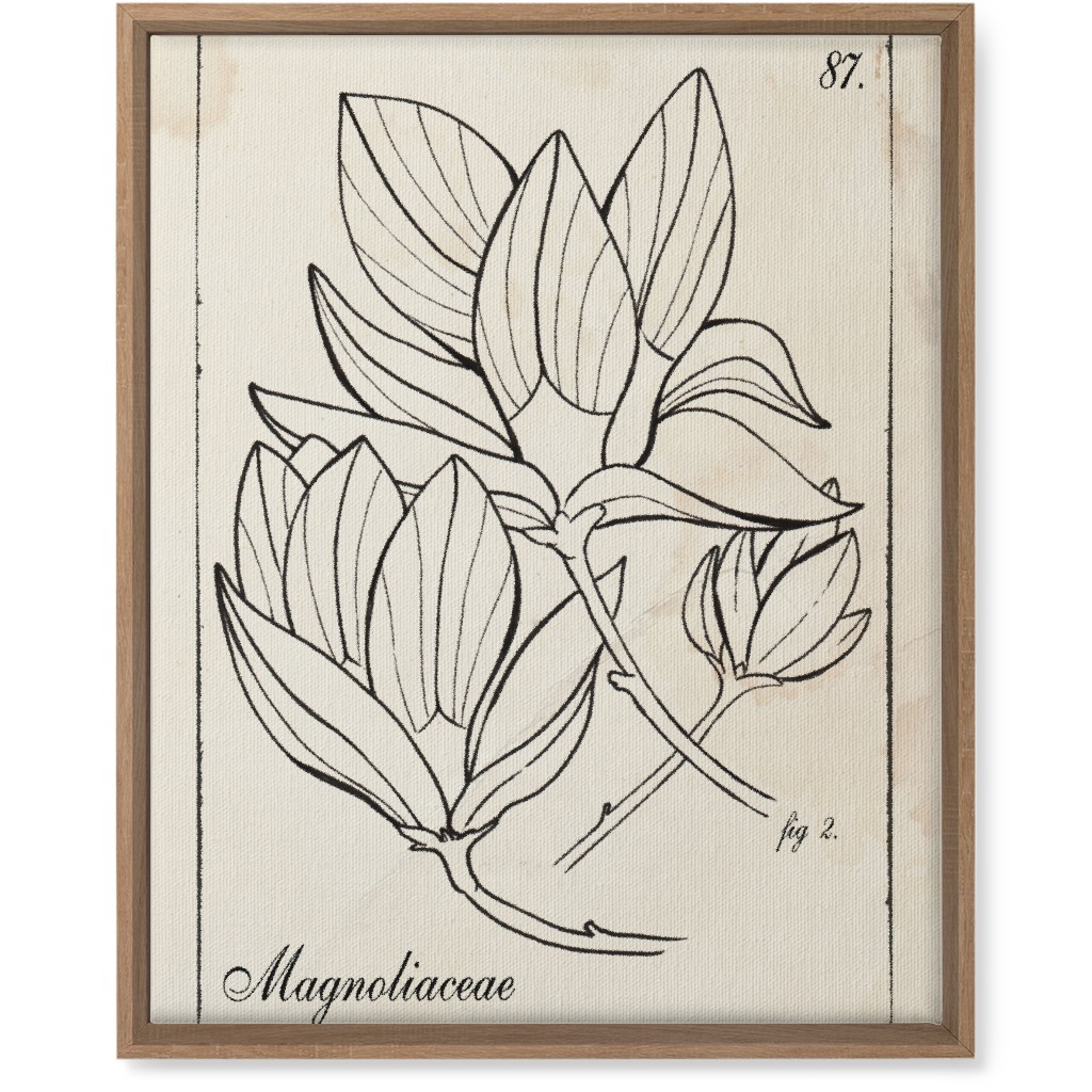 Vintage Plate Magnolia Sketch - Beige and Black Wall Art, Natural, Single piece, Canvas, 16x20, Beige, Pearl