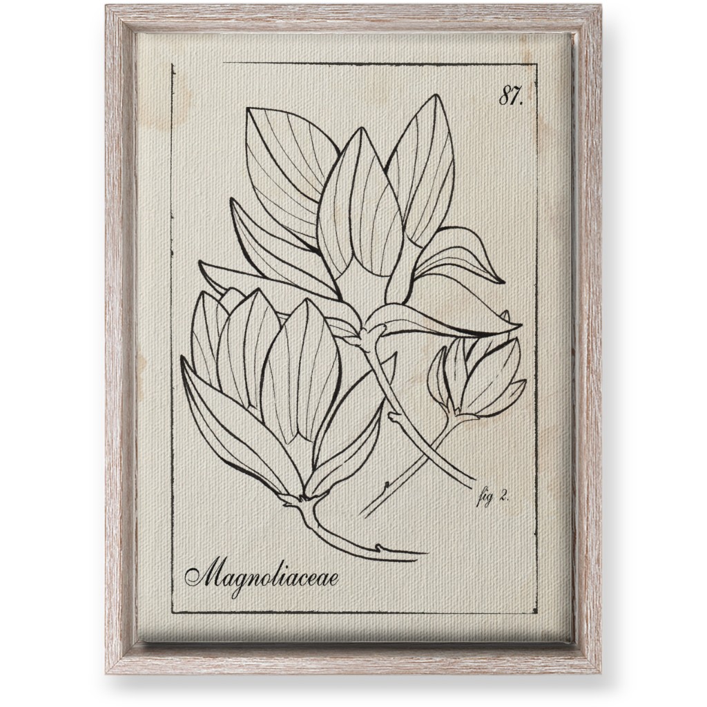 Vintage Plate Magnolia Sketch - Beige and Black Wall Art, Rustic, Single piece, Canvas, 10x14, Beige