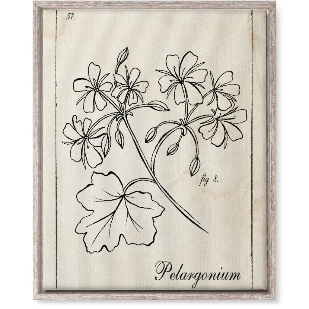 Vintage Plate Geranium Sketch - Beige and Black Wall Art, Rustic, Single piece, Canvas, 16x20, Beige