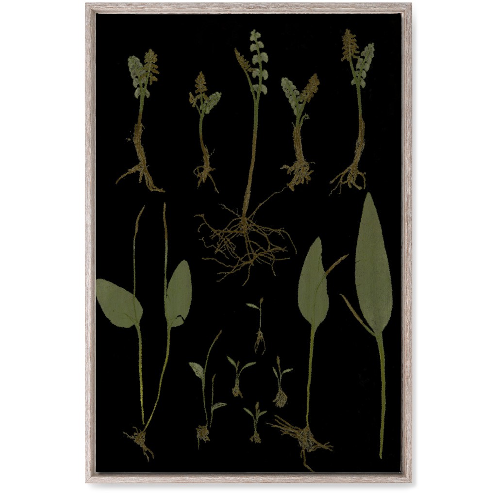 Botanicals At Midnight - Black and Green Wall Art, Rustic, Single piece, Canvas, 20x30, Black, Black