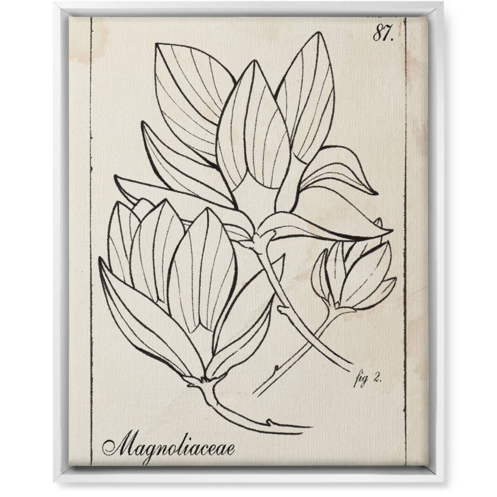 Vintage Plate Magnolia Sketch - Beige and Black Wall Art, White, Single piece, Canvas, 16x20, Beige, Pearl