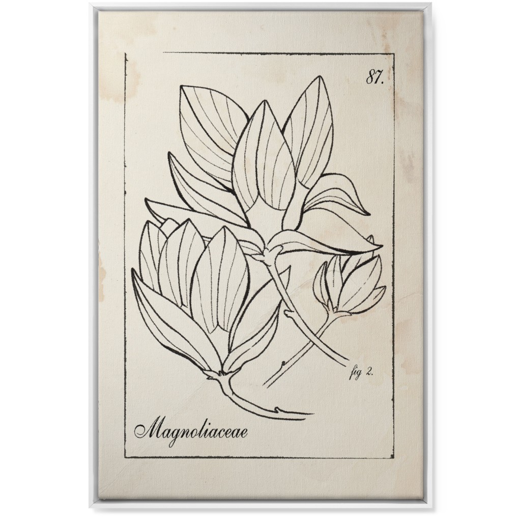 Vintage Plate Magnolia Sketch - Beige and Black Wall Art, White, Single piece, Canvas, 24x36, Beige, Pearl