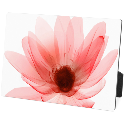 Pink Floral Desktop Plaque, Rectangle Ornament, 5x7, Multicolor
