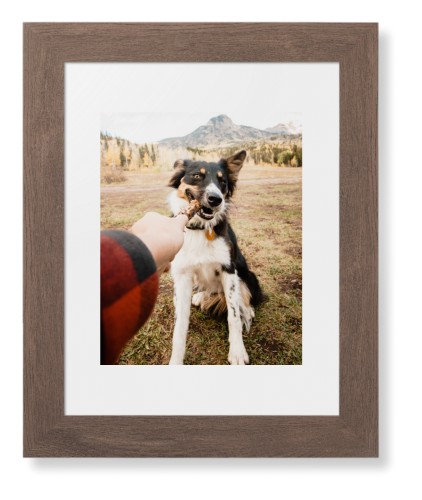Pet Photo Gallery Framed Print, Walnut, Contemporary, None, White, Single piece, 8x10, Multicolor