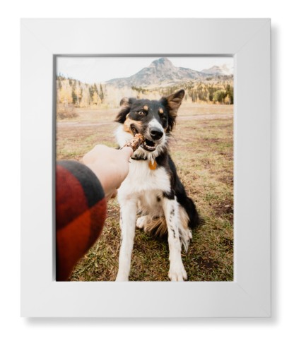 Pet Photo Gallery Framed Print, White, Contemporary, None, None, Single piece, 8x10, Multicolor