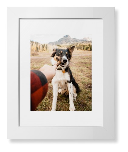 Pet Photo Gallery Framed Print, White, Contemporary, White, White, Single piece, 8x10, Multicolor