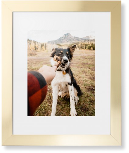 Pet Photo Gallery Framed Print, Matte Gold, Contemporary, None, White, Single piece, 11x14, Multicolor, multi