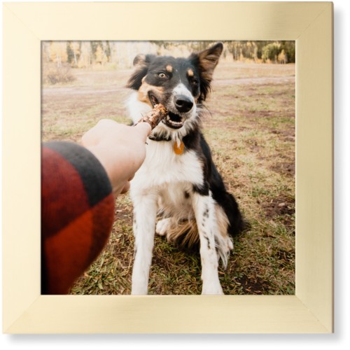 Pet Photo Gallery Framed Print, Matte Gold, Contemporary, None, None, Single piece, 12x12, Multicolor, multi