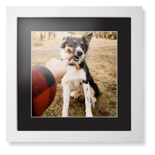 Pet Photo Gallery Framed Print, White, Contemporary, White, Black, Single piece, 12x12, Multicolor