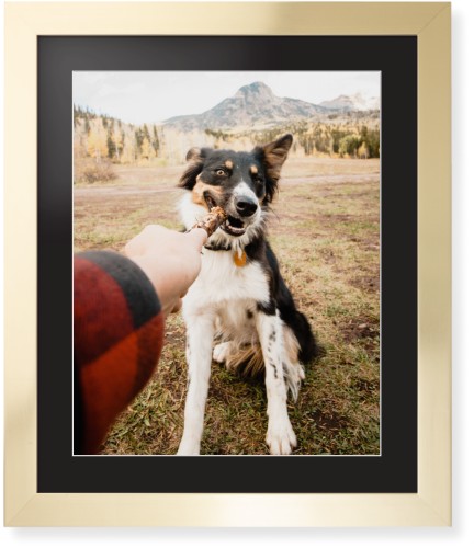 Pet Photo Gallery Framed Print, Matte Gold, Contemporary, White, Black, Single piece, 16x20, Multicolor, multi