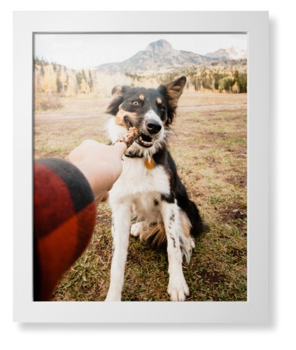 Pet Photo Gallery Framed Print, White, Contemporary, None, None, Single piece, 16x20, Multicolor