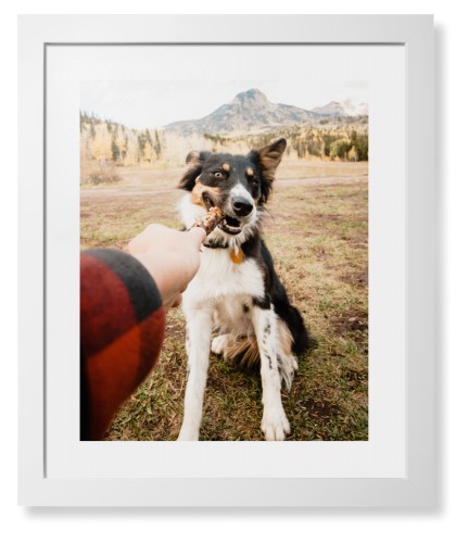 Pet Photo Gallery Framed Print, White, Contemporary, White, White, Single piece, 16x20, Multicolor, multi
