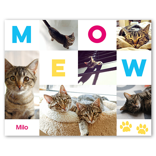 Meow, 8x10white