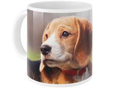 Pets Photo Gallery