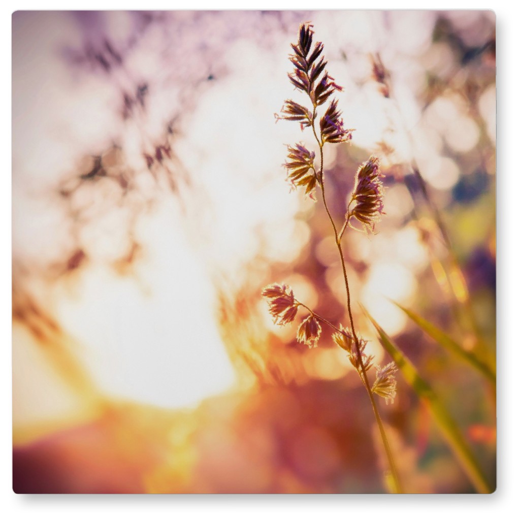 Wildflower Blur Photo Tile, Metal, 8x8, Multicolor
