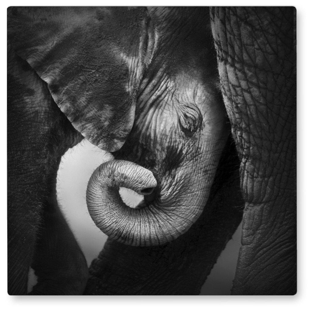 Baby Elephant With Mother Photo Tile, Metal, 8x8, Gray, Gray