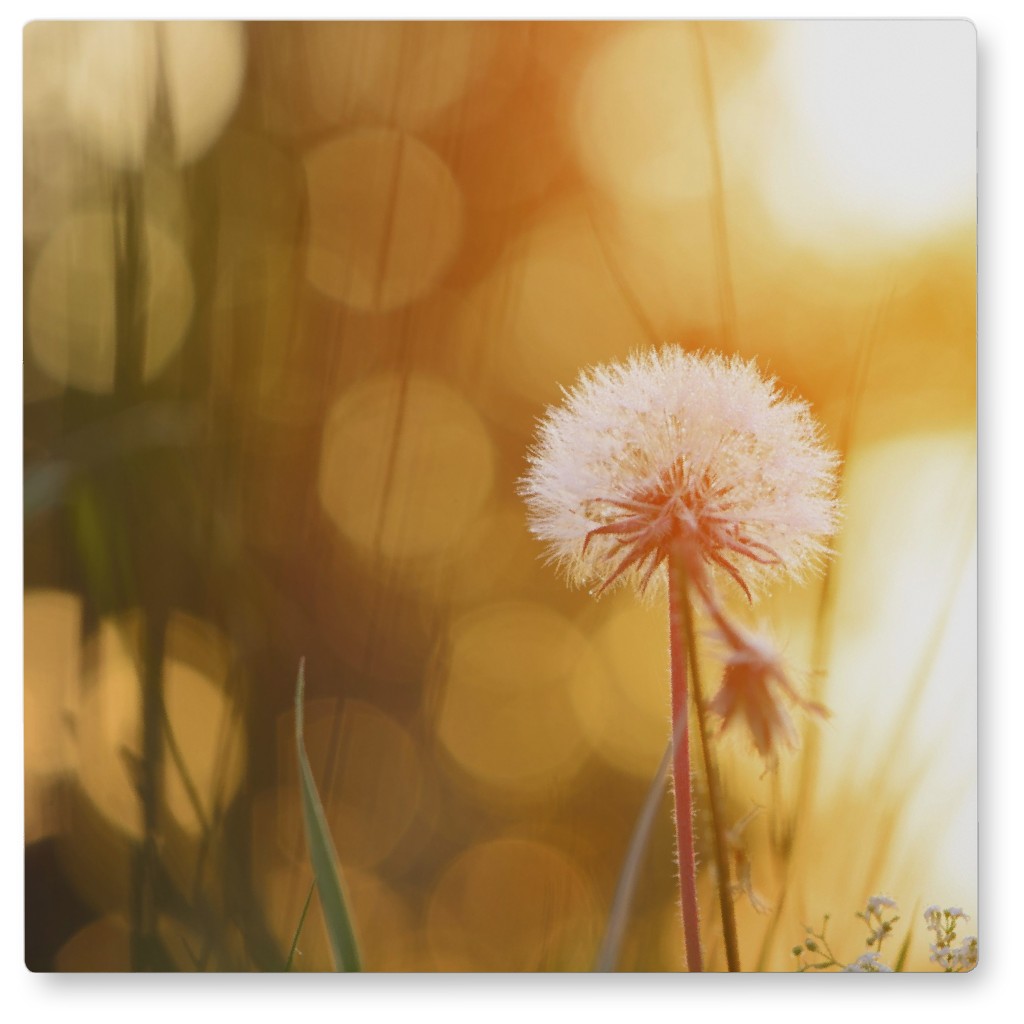 Blurred Dandelion Photo Tile, Metal, 8x8, Orange