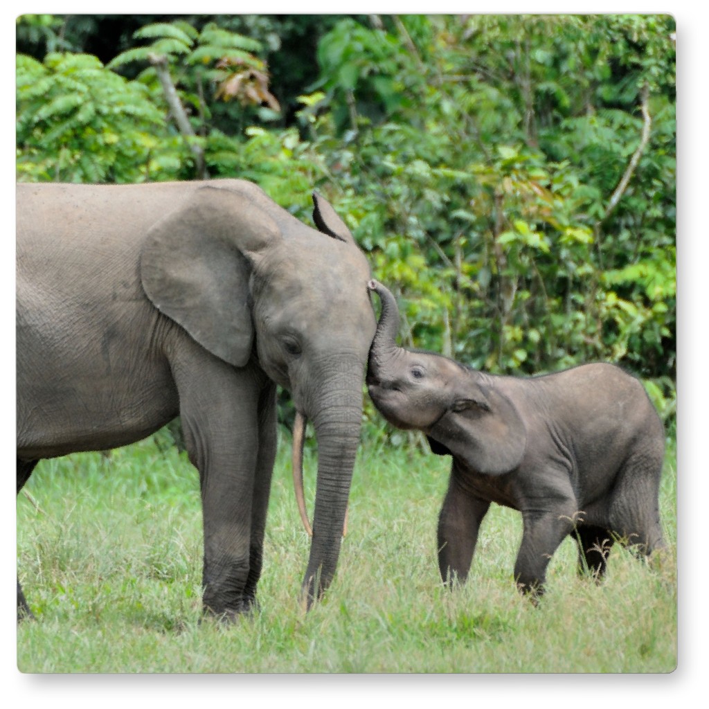 Elephant Kisses Photo Tile, Metal, 8x8, Gray