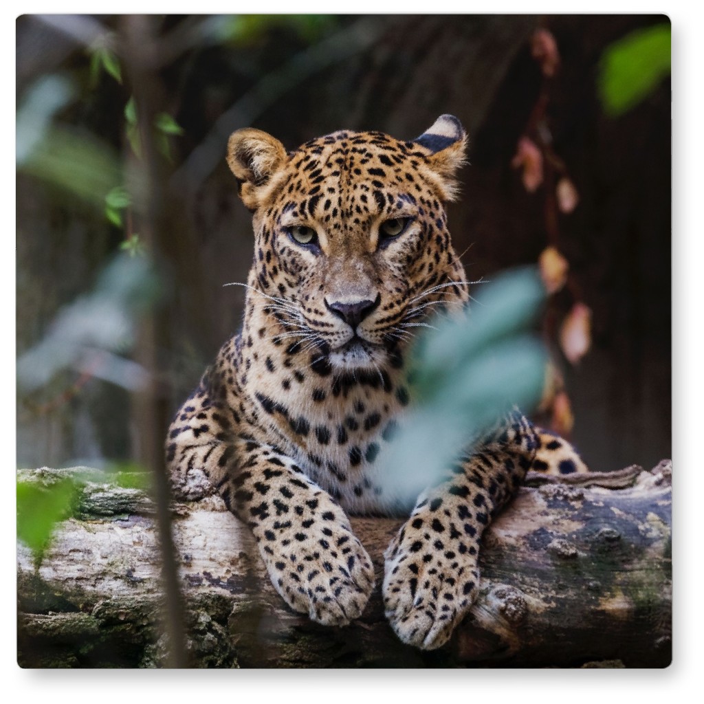 Leopard Photo Tile, Metal, 8x8, Multicolor