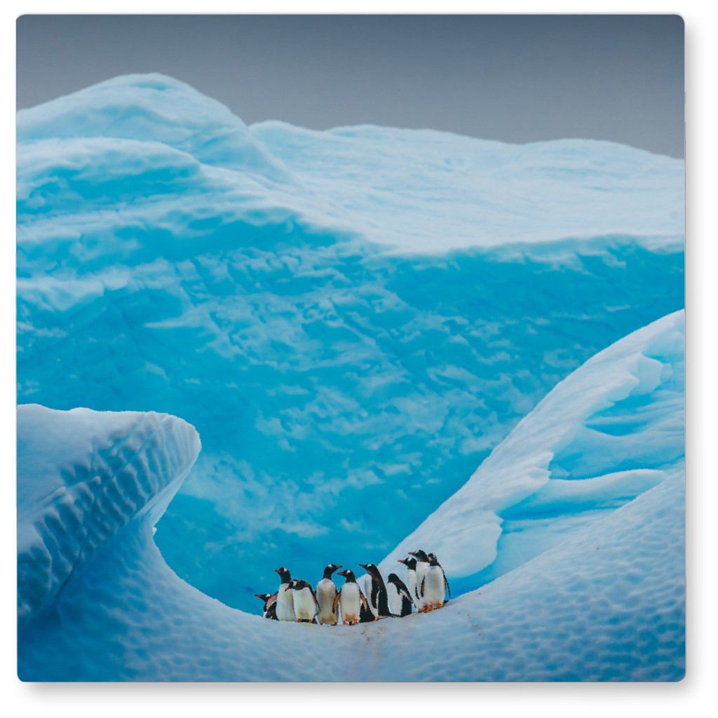 a Waddle of Penguins Photo Tile, Metal, 8x8, Blue