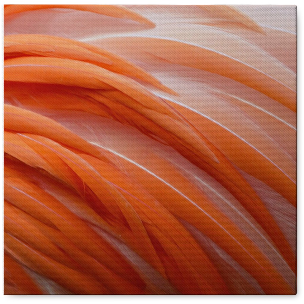 Flamingo Feathers Photo Tile, Canvas, 8x8, Pink