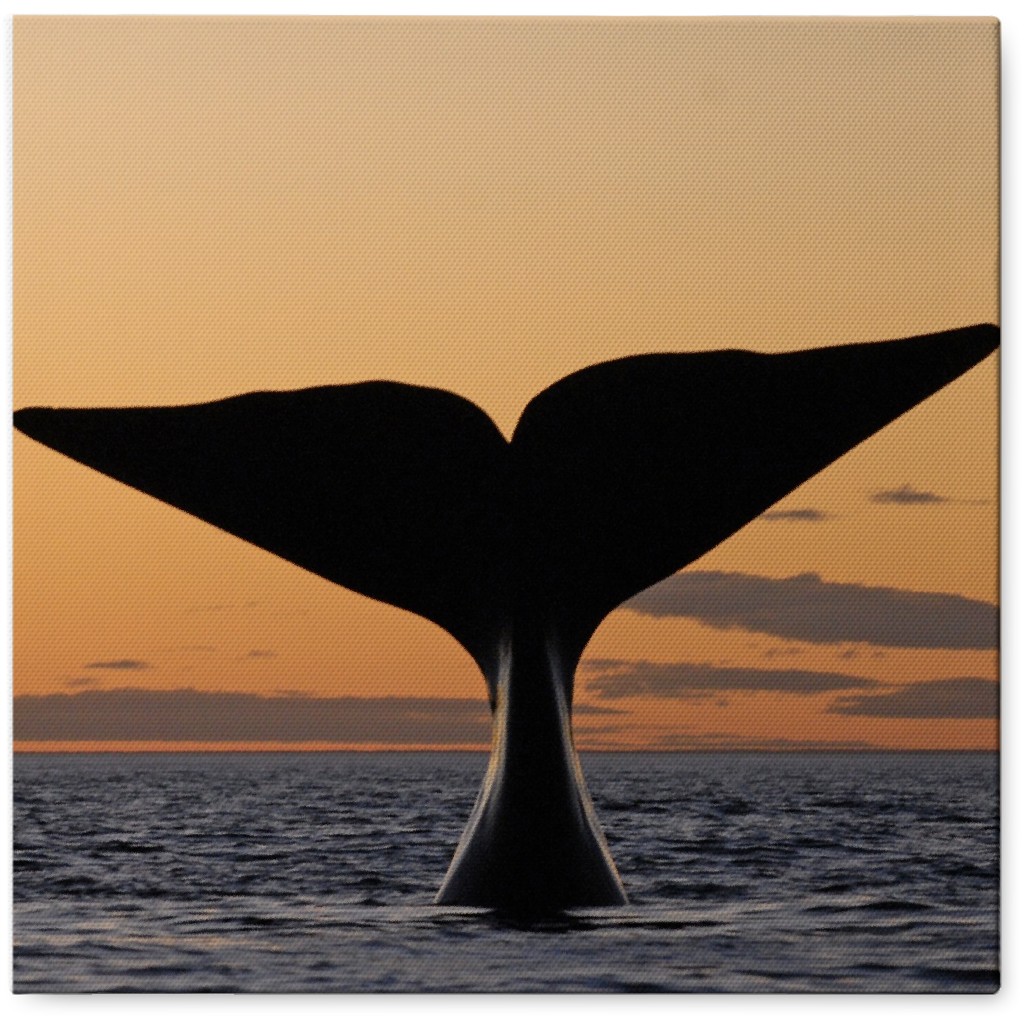 Humpback Whale Tail in Sunset Photo Tile, Canvas, 8x8, Orange