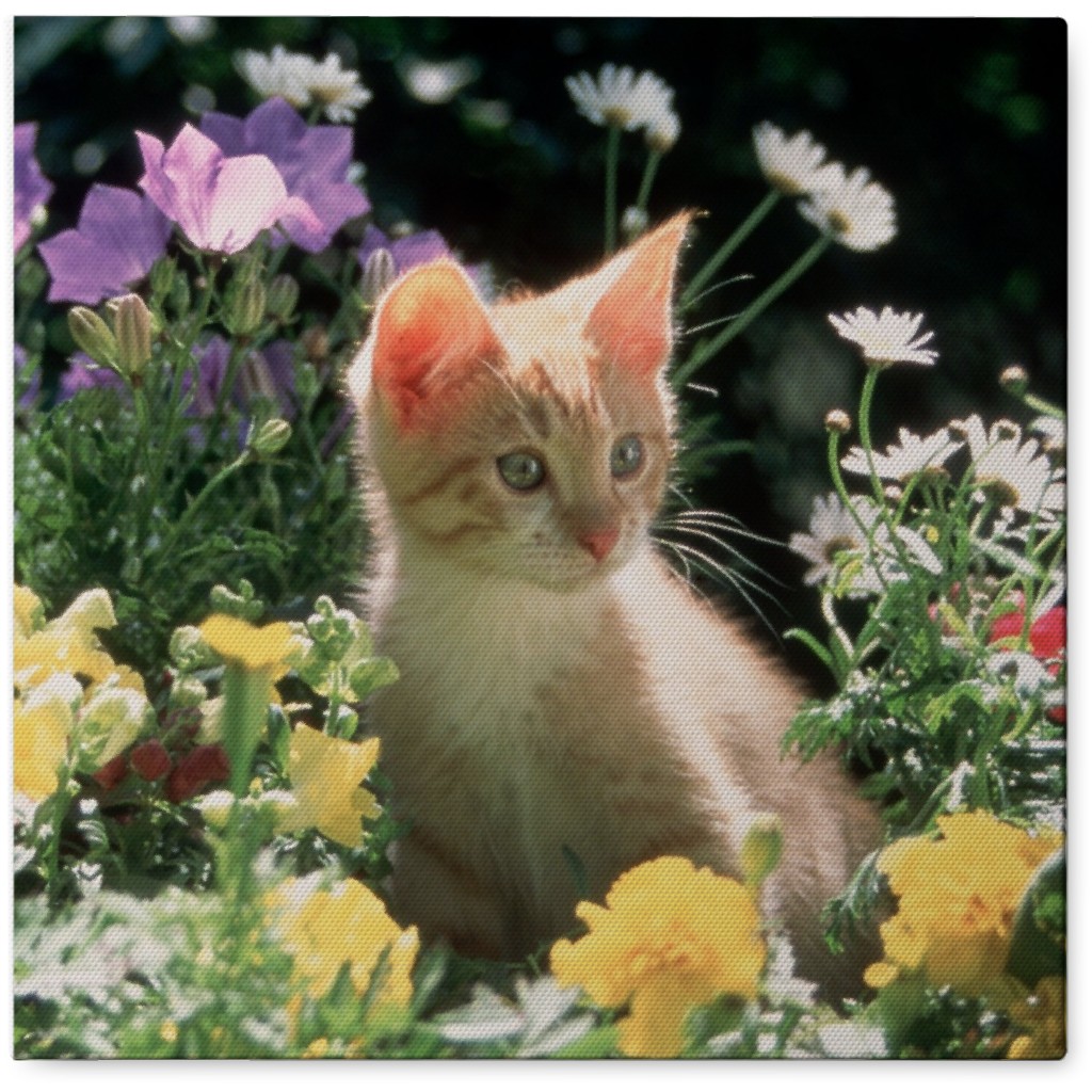 Kitten in a Bed of Flowers Photo Tile, Canvas, 8x8, Multicolor