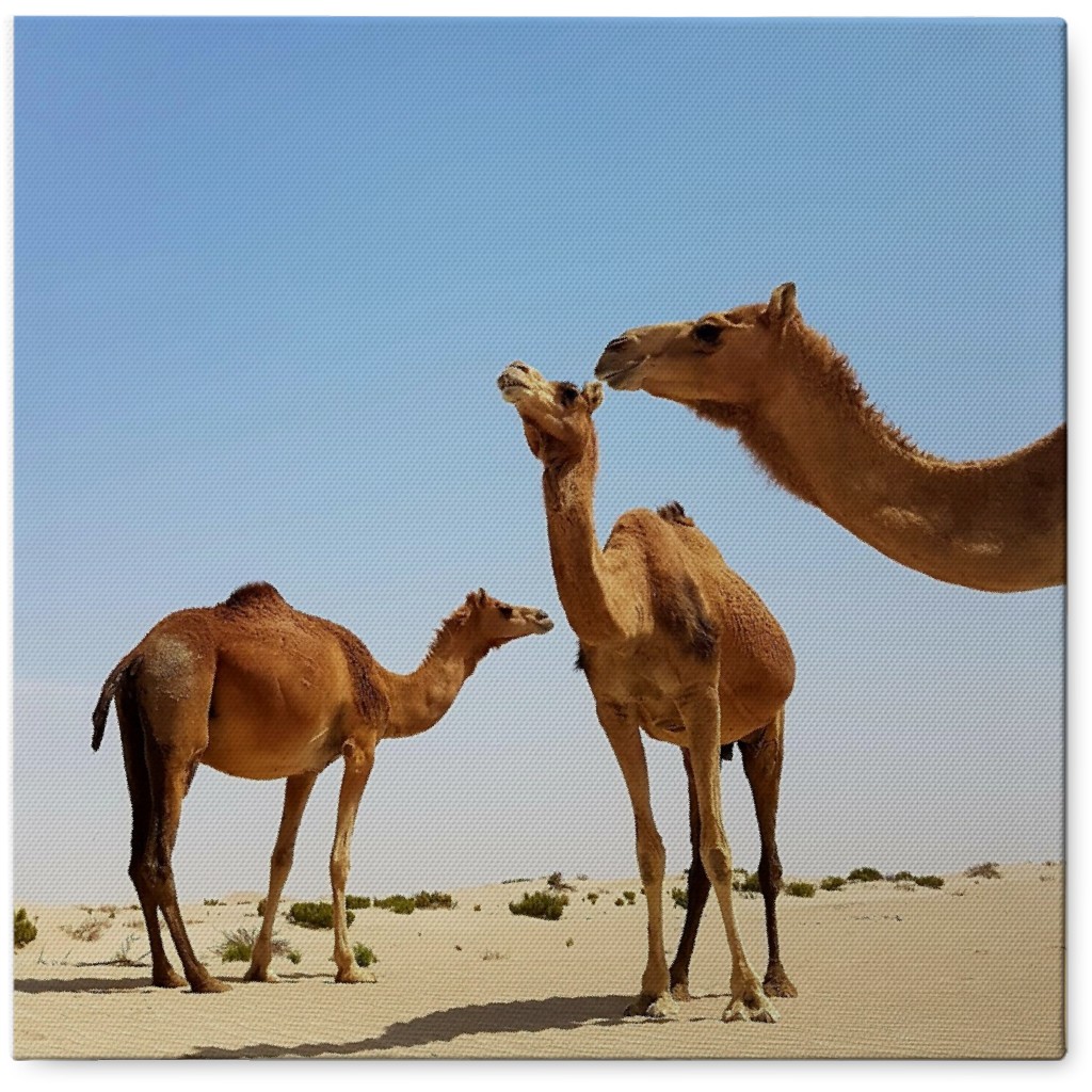 Trio of Camels in Desert Photo Tile, Canvas, 8x8, Brown