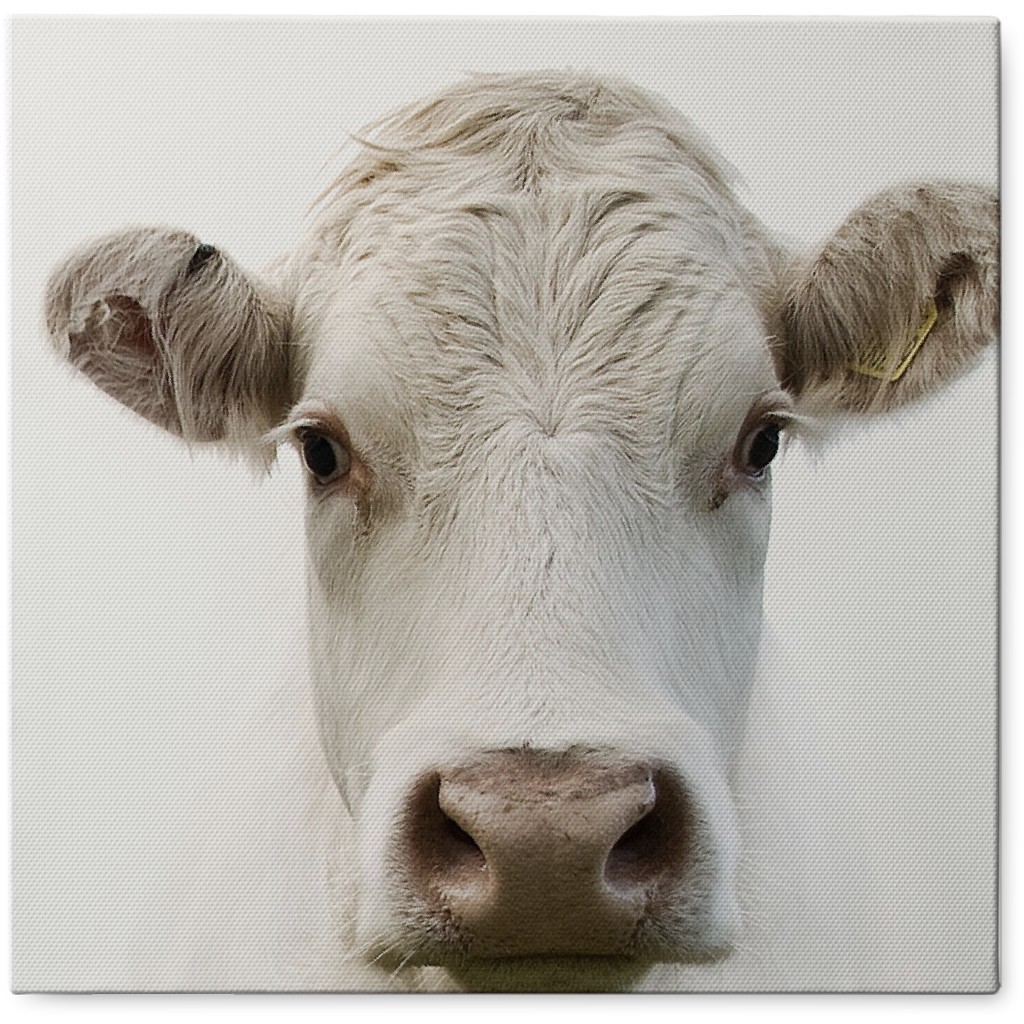 Inquisitive Cow Photo Tile, Canvas, 8x8, White