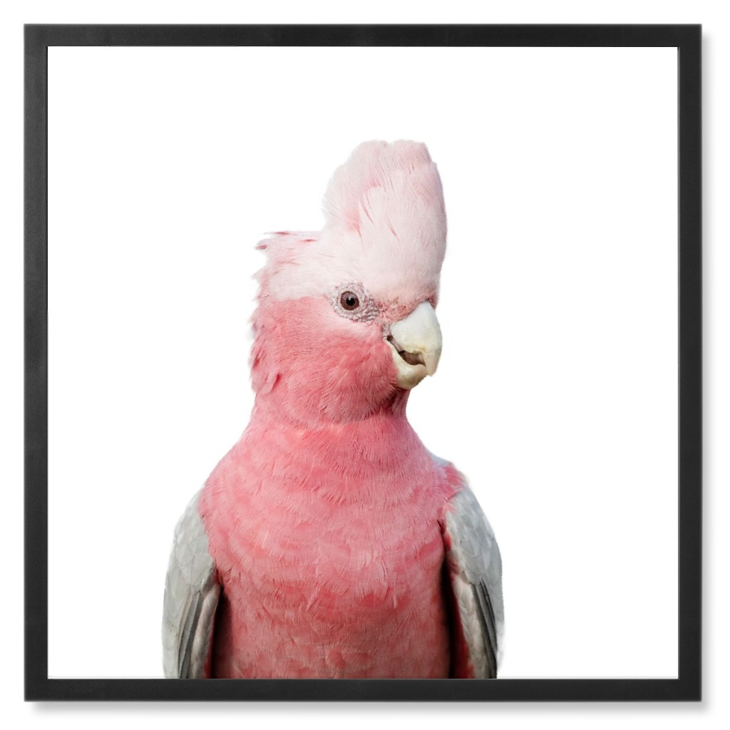 Pink Galah Cockatoo Photo Tile, Black, Framed, 8x8, Pink