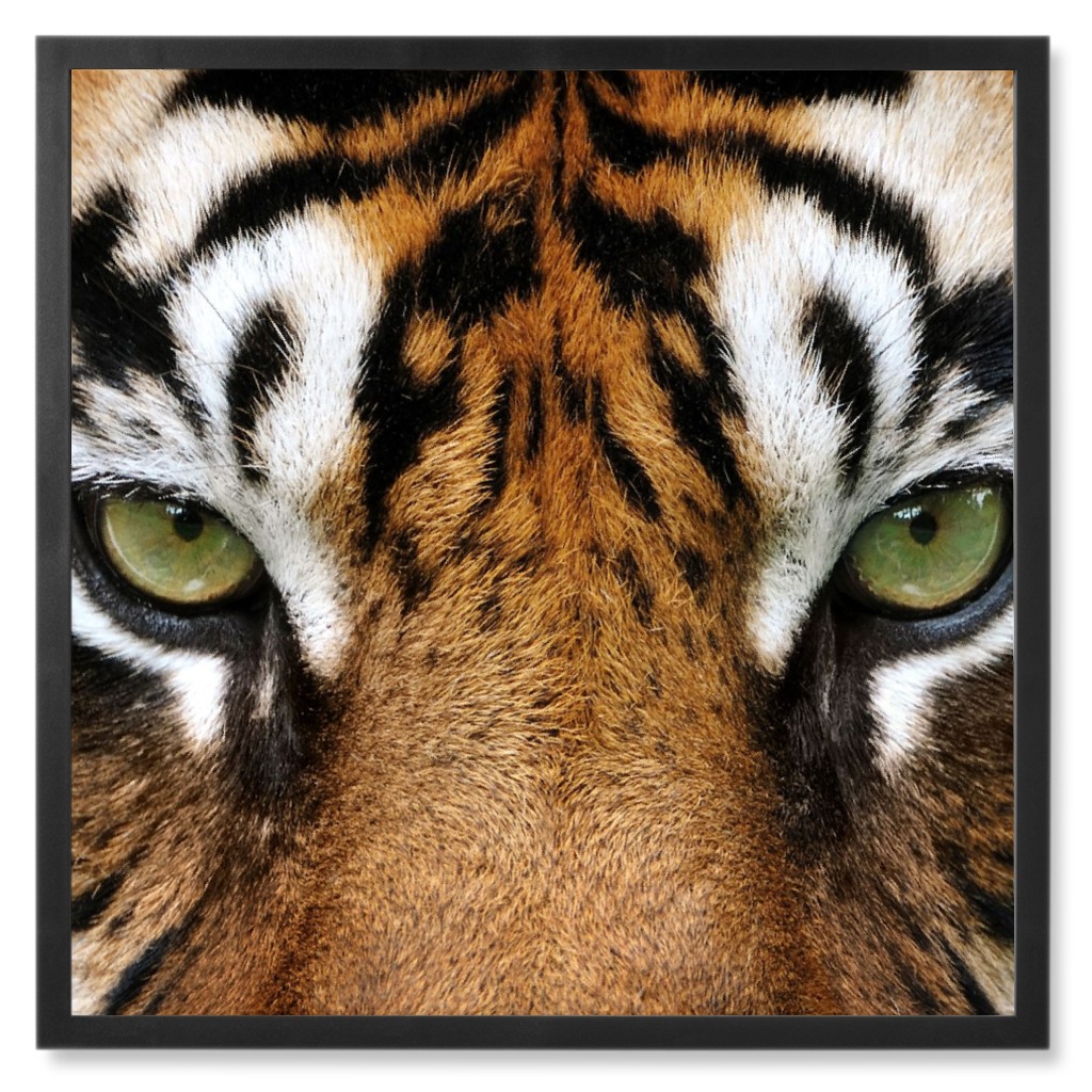 Eye of the Tiger Photo Tile, Black, Framed, 8x8, Orange