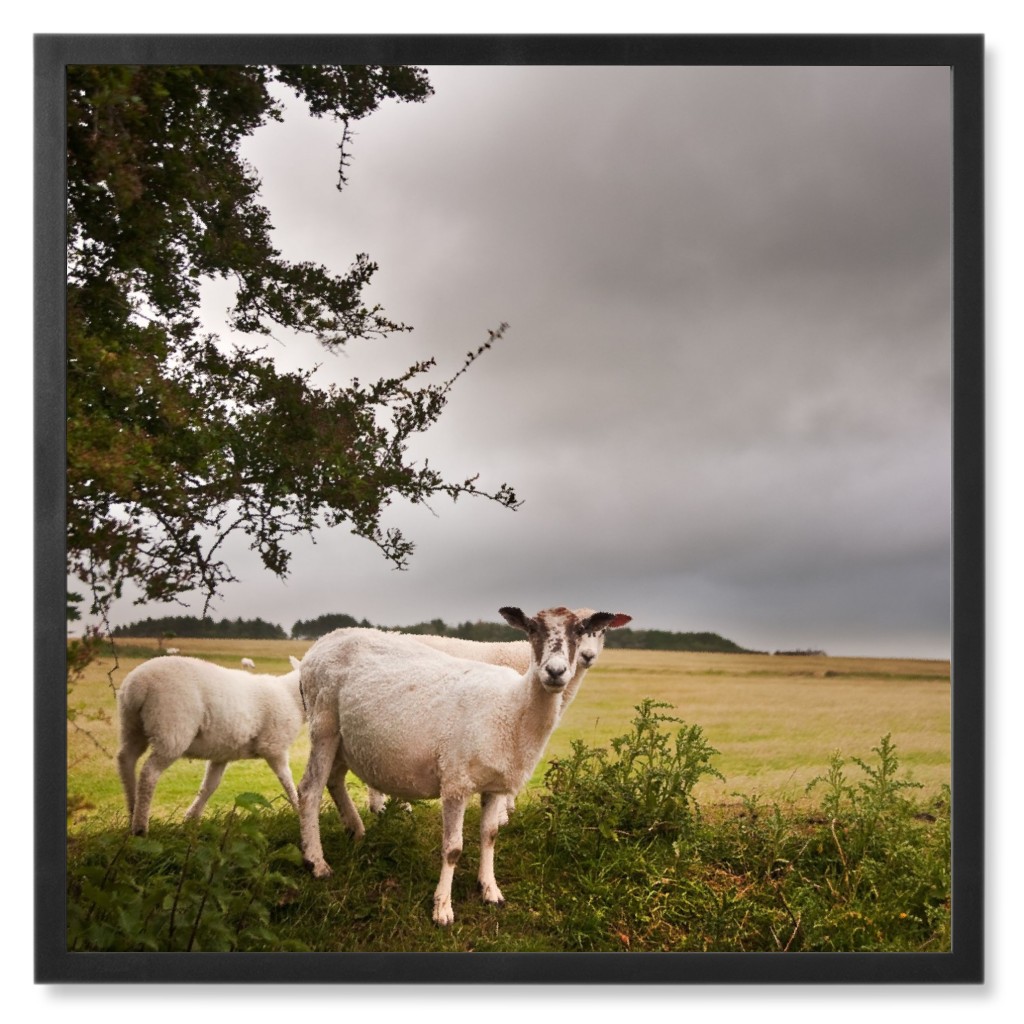 Sheep Flock in a Field Photo Tile, Black, Framed, 8x8, Green, Classic Green